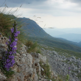 Campanula columnaris